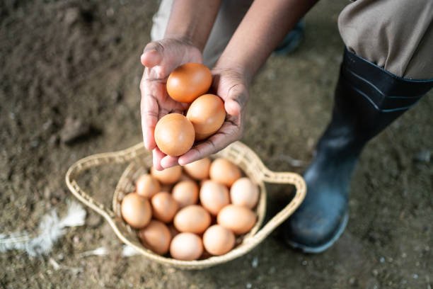 Farm Fresh Eggs