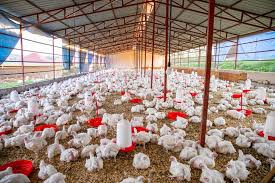 Organic Poultry Feed vs. Commercial Feed
